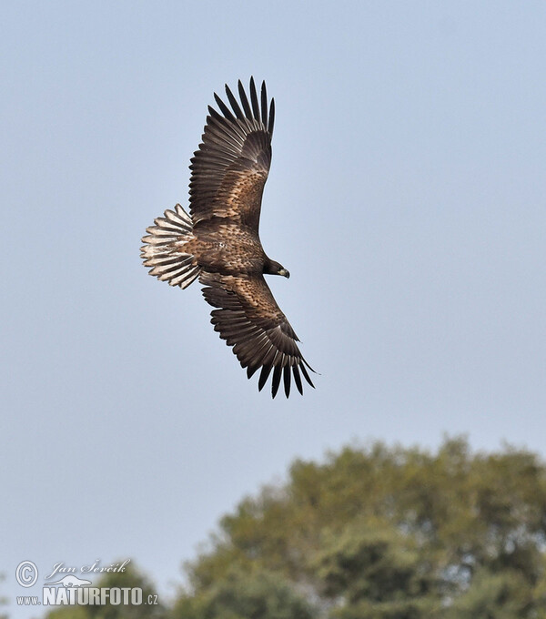 Orliak morský (Haliaeetus albicilla)