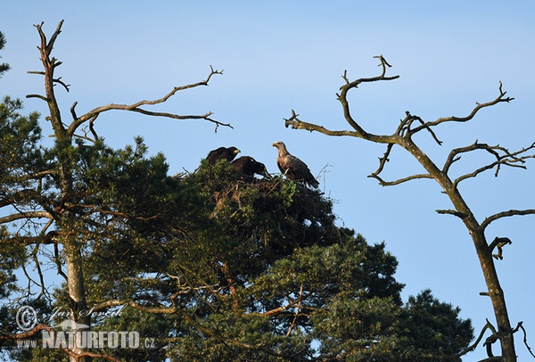 Orliak morský (Haliaeetus albicilla)