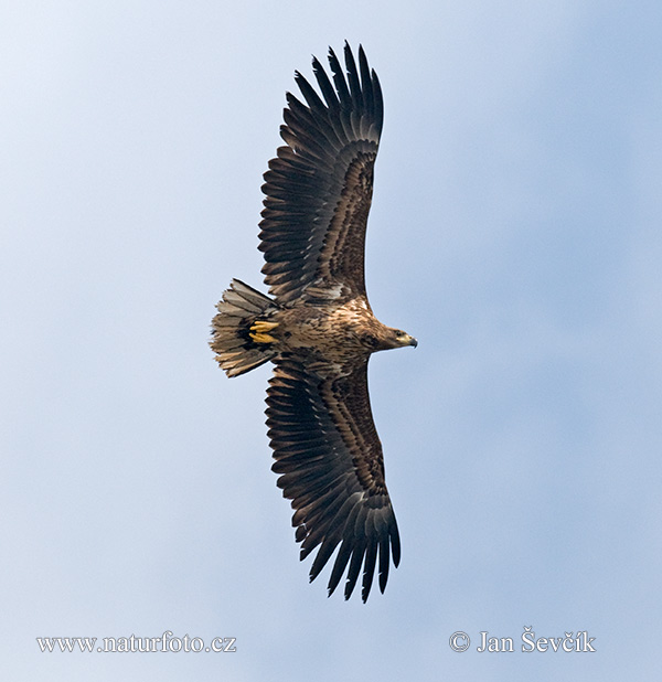 Orliak morský (Haliaeetus albicilla)