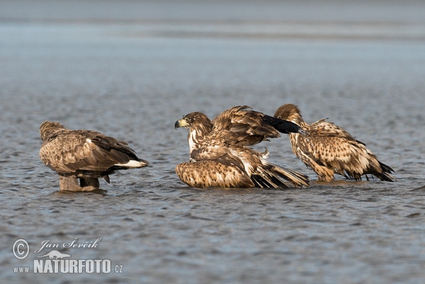 Orliak morský (Haliaeetus albicilla)