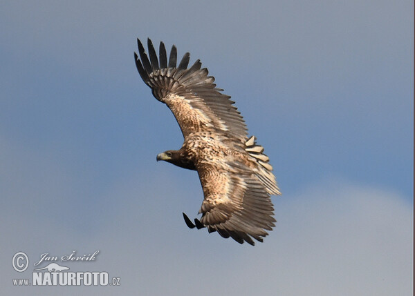 Orliak morský (Haliaeetus albicilla)