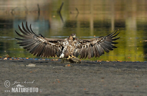 Orliak morský (Haliaeetus albicilla)