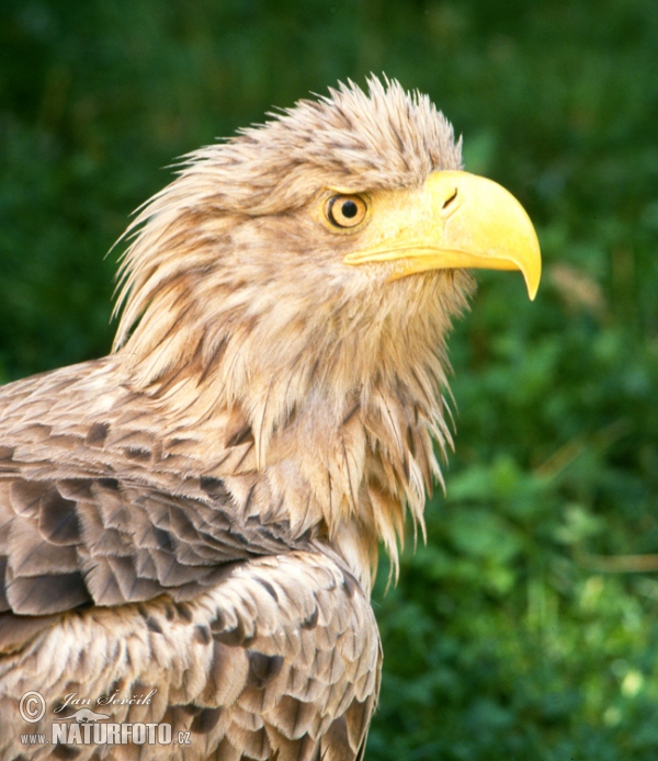 Orliak morský (Haliaeetus albicilla)