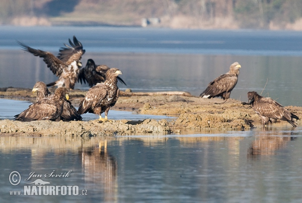 Orliak morský (Haliaeetus albicilla)