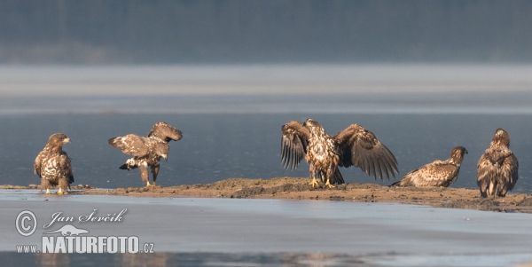 Orliak morský (Haliaeetus albicilla)