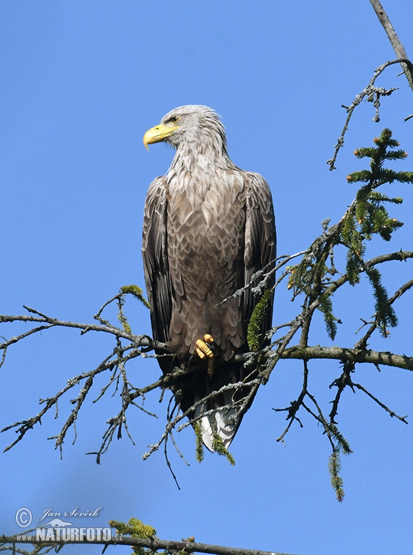 Orliak morský (Haliaeetus albicilla)