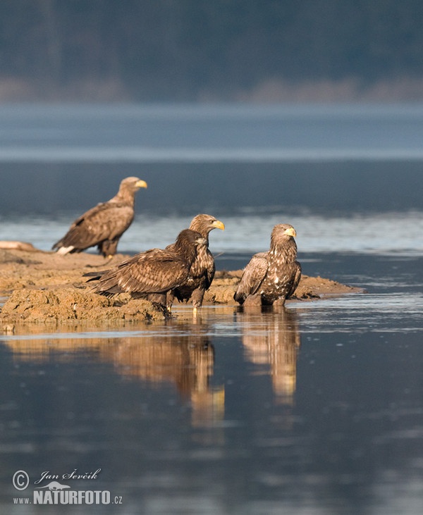 Orliak morský (Haliaeetus albicilla)