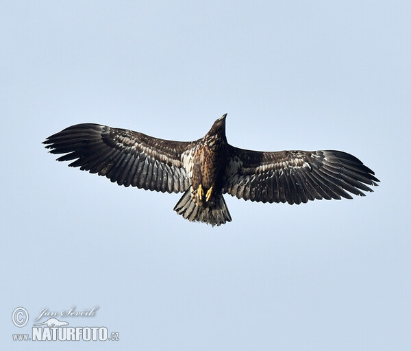 Orliak morský (Haliaeetus albicilla)