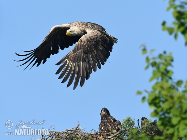 Orliak morský (Haliaeetus albicilla)