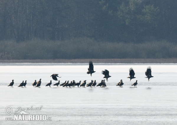 Orliak morský (Haliaeetus albicilla)