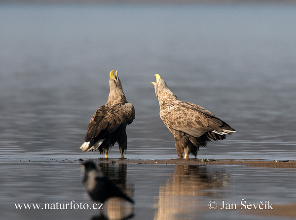 Orliak morský (Haliaeetus albicilla)