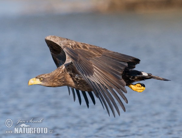 Orliak morský (Haliaeetus albicilla)