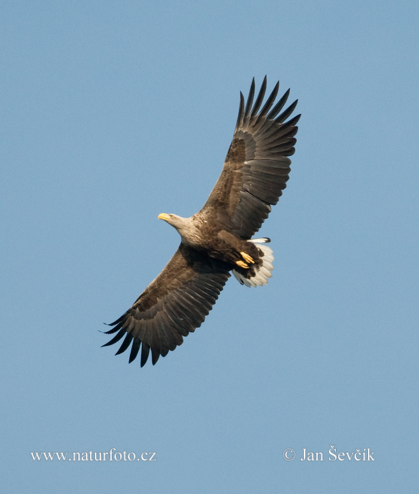 Orliak morský (Haliaeetus albicilla)