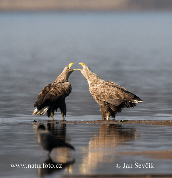 Orliak morský (Haliaeetus albicilla)