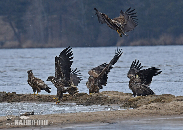 Orliak morský (Haliaeetus albicilla)