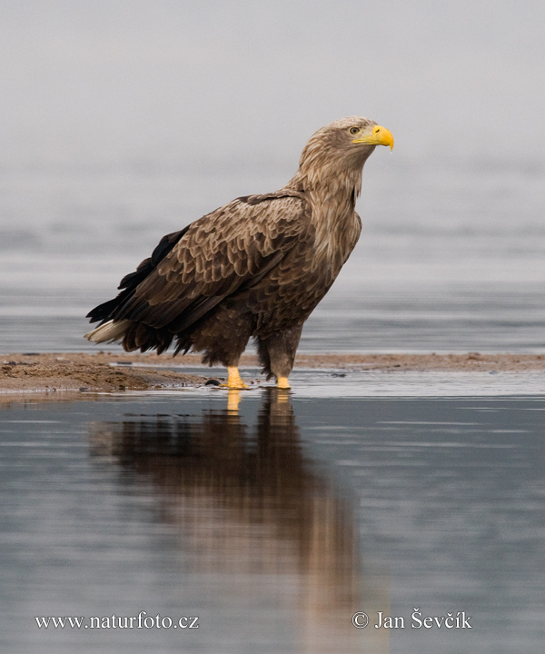 Orliak morský (Haliaeetus albicilla)