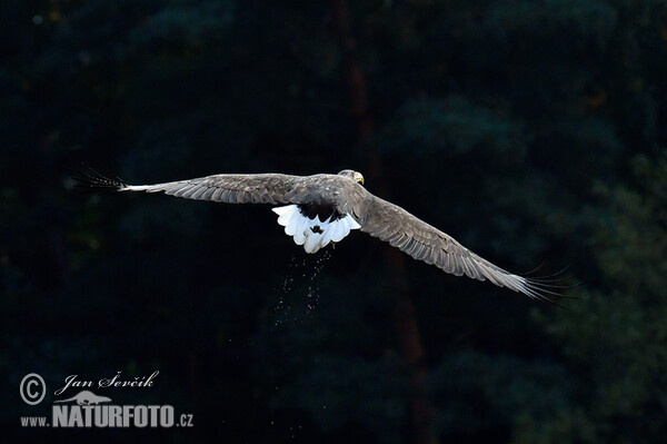 Orliak morský (Haliaeetus albicilla)