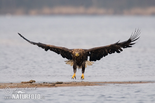 Orliak morský (Haliaeetus albicilla)