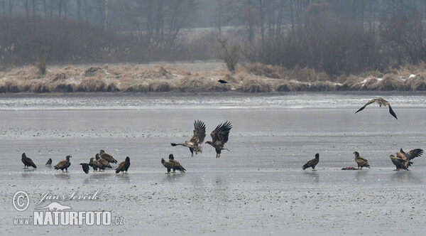 Orliak morský (Haliaeetus albicilla)