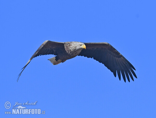 Orliak morský (Haliaeetus albicilla)