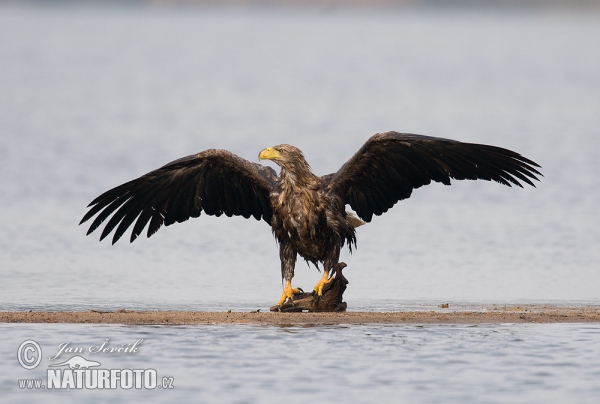 Orliak morský (Haliaeetus albicilla)