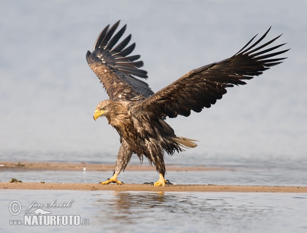 Orliak morský (Haliaeetus albicilla)