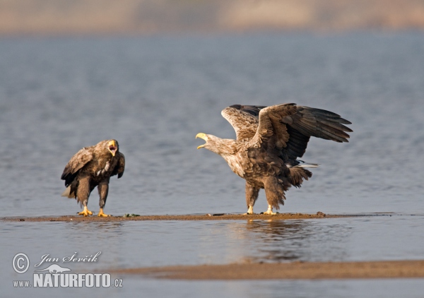 Orliak morský (Haliaeetus albicilla)