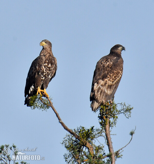 Orliak morský (Haliaeetus albicilla)