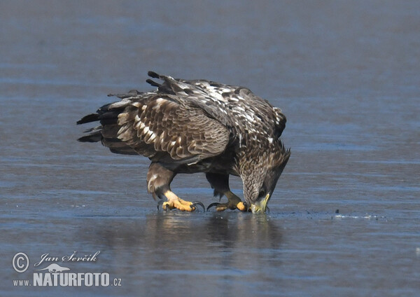 Orliak morský (Haliaeetus albicilla)