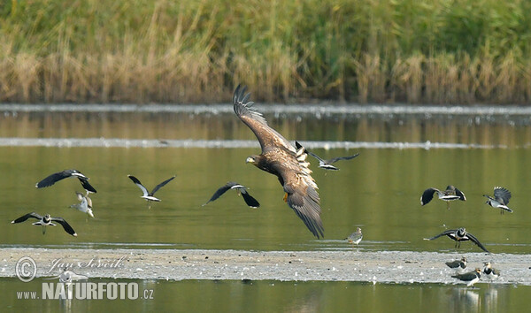 Orliak morský (Haliaeetus albicilla)