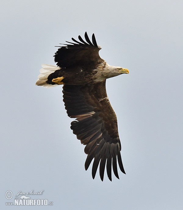 Orliak morský (Haliaeetus albicilla)