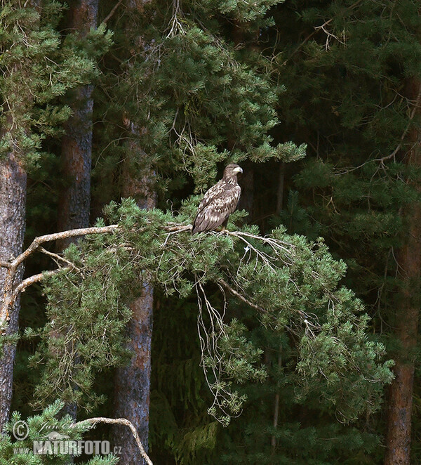 Orliak morský (Haliaeetus albicilla)