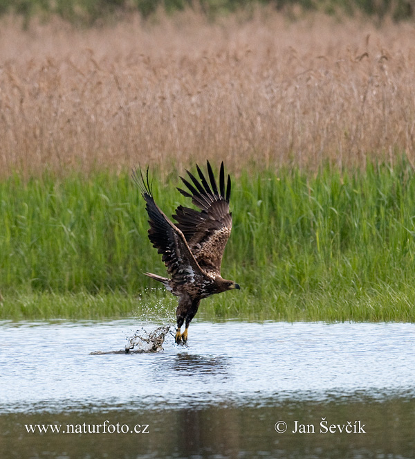 Orliak morský (Haliaeetus albicilla)