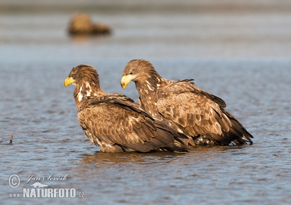 Orliak morský (Haliaeetus albicilla)