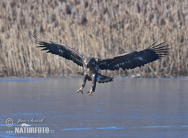 Orliak morský (Haliaeetus albicilla)