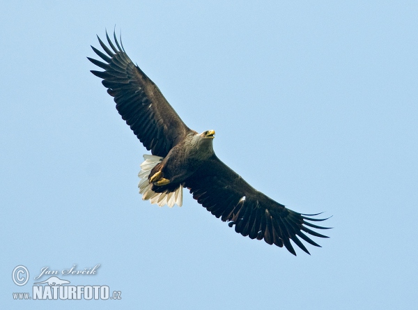 Orliak morský (Haliaeetus albicilla)