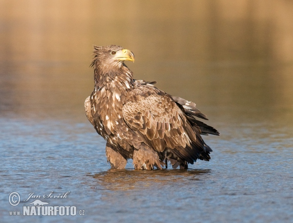 Orliak morský (Haliaeetus albicilla)