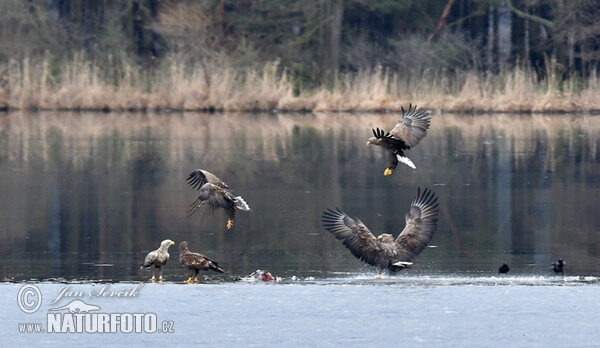 Orliak morský (Haliaeetus albicilla)