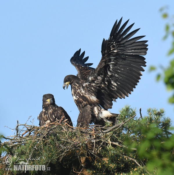 Orliak morský (Haliaeetus albicilla)