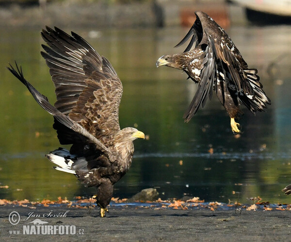 Orliak morský (Haliaeetus albicilla)