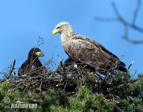 Orliak morský (Haliaeetus albicilla)