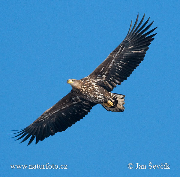 Orliak morský (Haliaeetus albicilla)