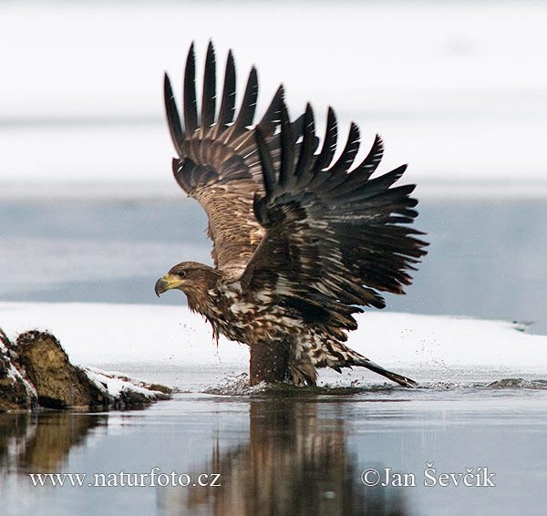 Orliak morský (Haliaeetus albicilla)