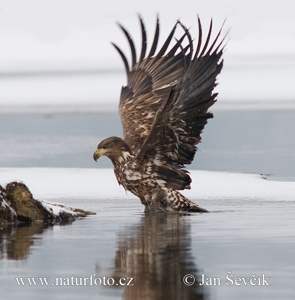 Orliak morský (Haliaeetus albicilla)