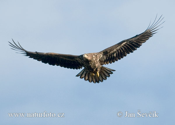 Orliak morský (Haliaeetus albicilla)