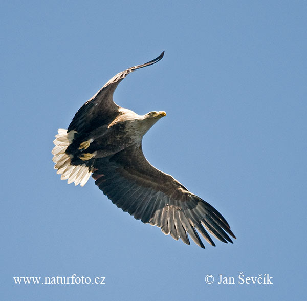 Orliak morský (Haliaeetus albicilla)