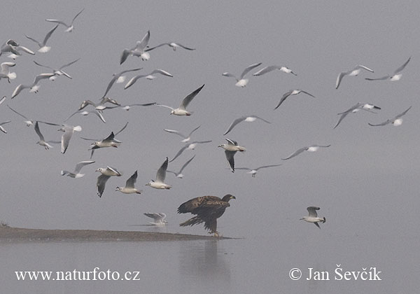 Orliak morský (Haliaeetus albicilla)