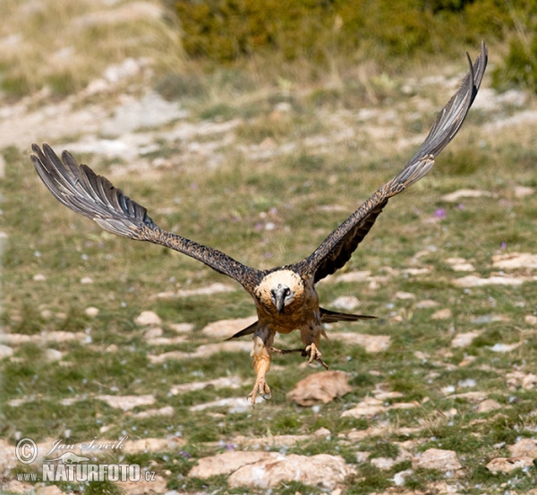 Orlosup bradatý (Gypaetus barbatus)