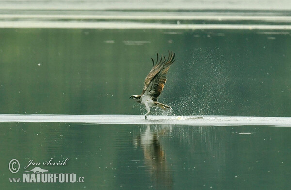 Orlovec říční (Pandion haliaetus)