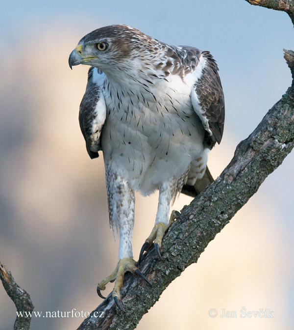 orol (Aquila fasciata)